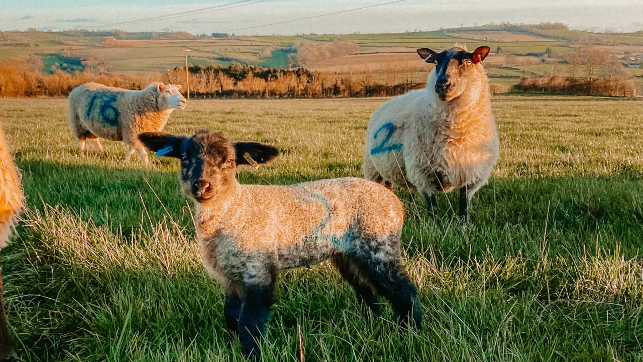 Newton Farm Lambing Experience