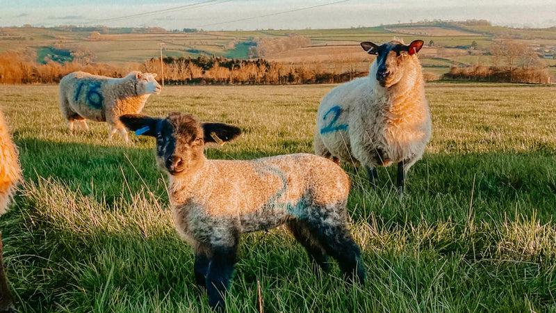 Newton Farm Lambing Experience